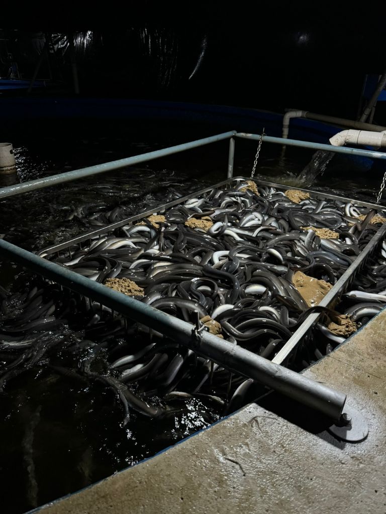 대농수산 양식장